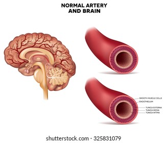 Normal artery structure and brain detailed anatomy