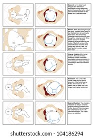 2 Foetal Movement Images, Stock Photos & Vectors | Shutterstock