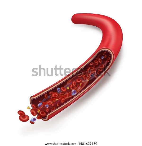 正常な血流が静脈に流れる 血球 白血球 赤血球 血小板 血漿中 は静脈内を循環する 人間の解剖学 白い背景にベクター画像3dイラスト のベクター画像素材 ロイヤリティフリー