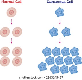 Divisiones celulares normales y cancerosas