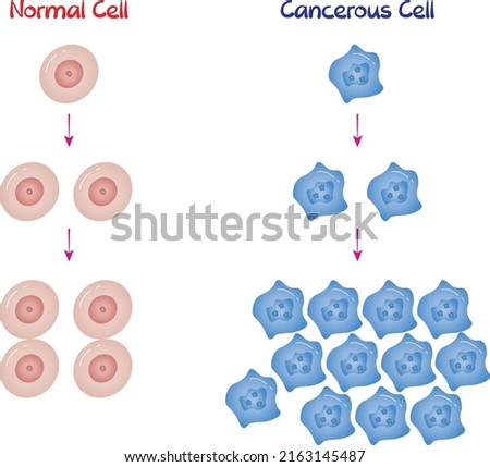 Normal and Cancerous Cell Divisions