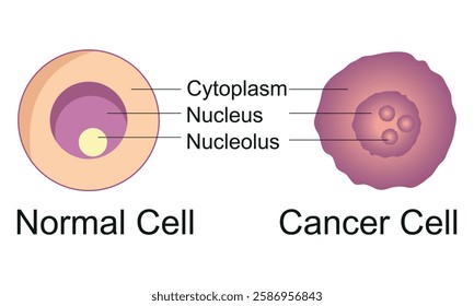 Normal Cell and Cancer Cell Vector Line Art Creative Kids Science Diagram Design Vector Illustration.