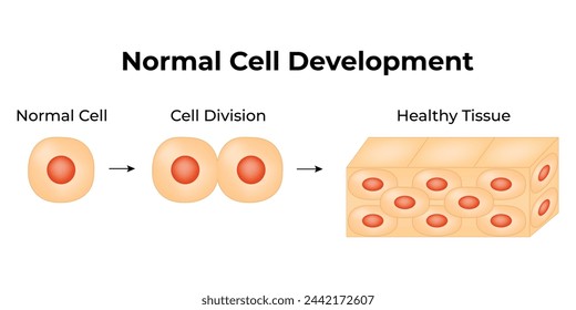 Normal Cell Development Science Design Vector Illustrationsdiagramm