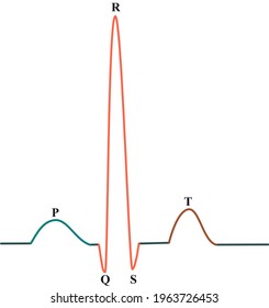 The Normal Electrocardiography In Humans