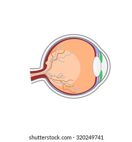 Normal eye Anatomy vector