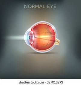 Normal eye detailed anatomy on a grey mesh background.