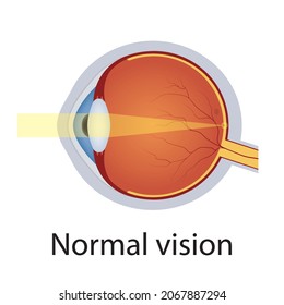 Ilustración Normal De Visión Ocular. Sistema Óptico Ocular Humano. Anatomía detallada de ébola saludable. Concepto De Visión Correcto. Vector aislado.