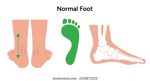 Normal foot. Orthopedist diagram infographic