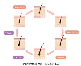 Normal hair cycle illustration (english)