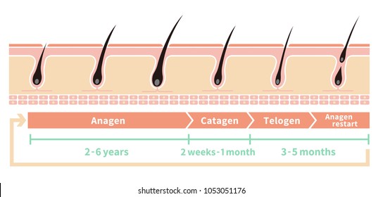 Normal hair cycle illustration (english)