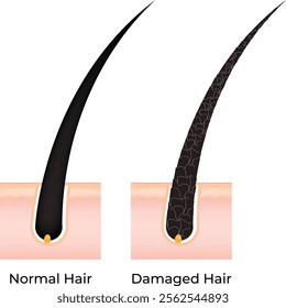 Normal Hair and Damaged Hair Science Desgin Vector Illustration Diagram