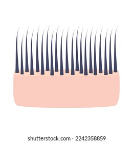 Normal hair thickness type. Skin cross-section with thin strands. Anatomical structure linear scheme. Medical and beauty concept. Vector illustration.