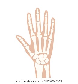 Normal hand on x ray scanning. Medical exam for symptoms with human joints and bones. Skeleton scan concept. Finger or arm disease flat vector illustration. Banner, poster for clinic and hospital.