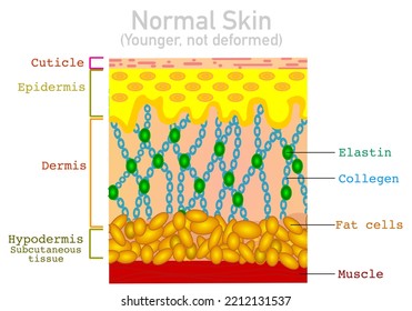 18 Hypo Dermis Images, Stock Photos & Vectors | Shutterstock