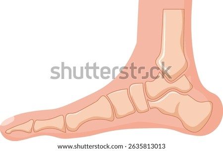 normal healthy foot bone with no underlying pathology 