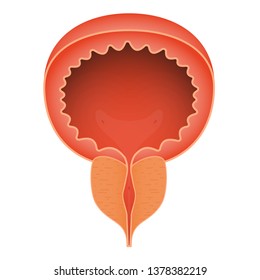 Normal healthy prostate. Realistic isolated vector, eps 10