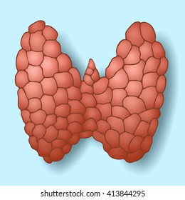 Normal healthy thyroid gland on a blue background with a shadow