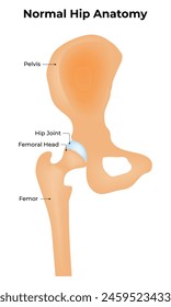 Normal Hip Anatomy Science Design Illustration Diagram