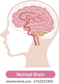Normal human brain anatomy medical illustration(English Labels)