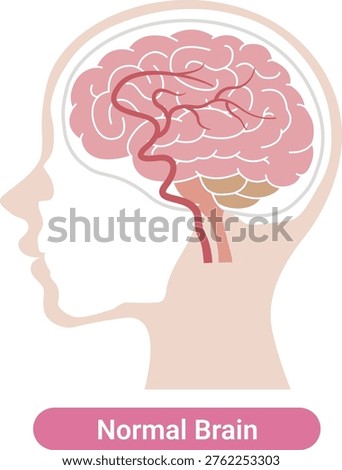 Normal human brain anatomy medical illustration(English Labels)