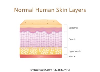 Normal Human Skin Layers Cube with Muscle, physical structure of skin anatomy Illustration about medical and healthcare diagram, health science biology and dermatology vector.