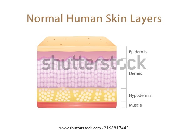 Normal Human Skin\
Layers Cube with Muscle, physical structure of skin anatomy\
Illustration about medical and healthcare diagram, health science\
biology and dermatology\
vector.