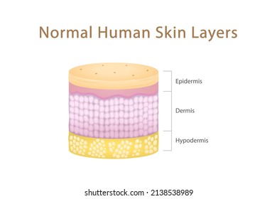 Normal Human Skin Layers Cylinder; physical structure of skin anatomy Illustration about medical and healthcare diagram, health science biology and dermatology vector.