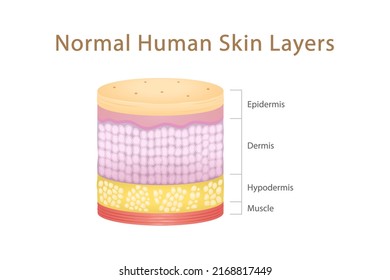Normale menschliche Hautschichten Zylinder mit Muskel, physische Struktur der Haut Anatomie Illustration über Medizin und Gesundheitsdiagramm, Gesundheitswissenschaft Biologie und Dermatologie Vektor.