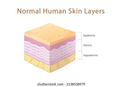 Normal Human Skin Layers Isometric Cube, physical structure of skin anatomy Illustration about medical and healthcare diagram, health science biology and dermatology vector.