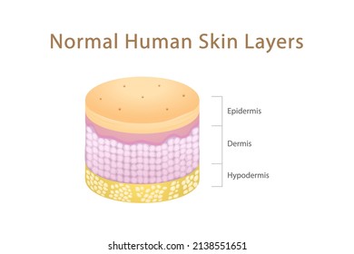 Normal Human Skin Layers Isometric Cylinder Stock Vector (Royalty Free ...