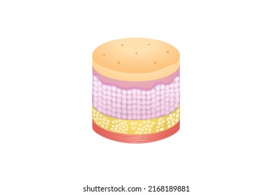 Normal Human Skin layers Isometric Cylinder with Muscle; physical structure of skin anatomy Illustration about medical and healthcare object, health science biology and dermatology vector.