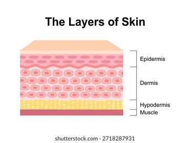 Capas de piel humana normal Estructura física de la anatomía de la piel Diagrama médico. Vector de dermatología de la salud.