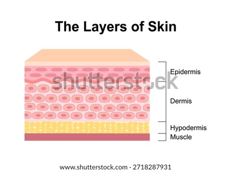 Normal Human Skin Layers physical structure of skin anatomy medical diagram. Health dermatology vector.
