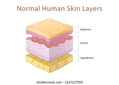 Normal Human Skin Split Layers Isometric Stock Vector (Royalty Free ...