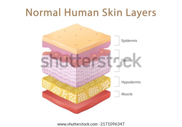 Normal\
Human Skin Split Layers Cube with Muscle, physical structure of\
skin anatomy Illustration about medical and healthcare diagram,\
health science biology and dermatology\
vector.