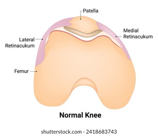 Normal Knee Science Design Vector Illustration