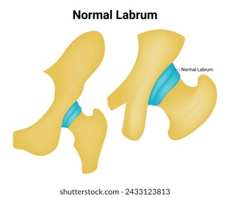 Normal Labrum Science Design Vector Illustration Diagram