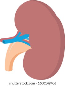 Normal left sided human kidney anatomical illustration