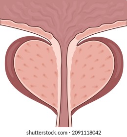Normal male prostate isolated on white background. Part of bladder with the prostate gland and the urethra. Vector medical diagram