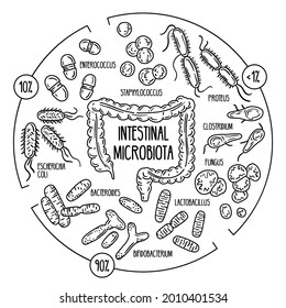 Normal, opportunistic, pathogenic gut microbiota of the digestive tract. Vector infographics of the human intestinal flora. Microorganisms in the colon.