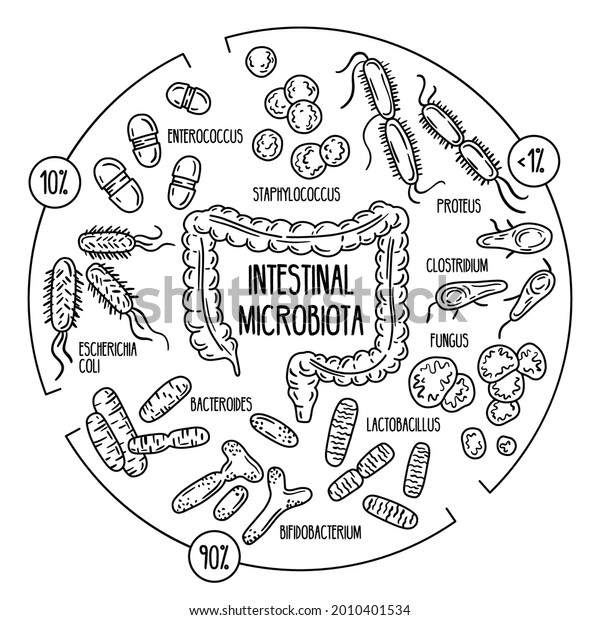 Normal, opportunistic, pathogenic gut\
microbiota of the digestive tract. Vector infographics of the human\
intestinal flora. Microorganisms in the\
colon.
