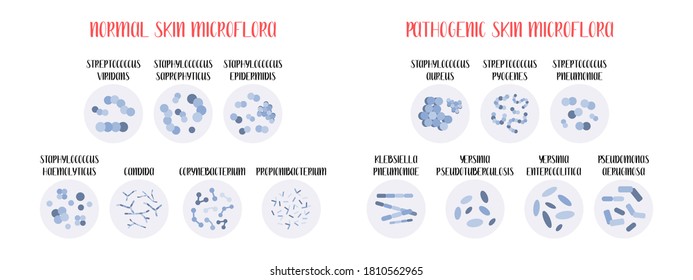 Normal, pathogenic skin microflora. Bacteria. Microbiome. Staphylococcus, Streptococcus, Propionibacterium, Corynebacterium, Candida, Pseudomonas aeruginosa, Yersinia, Klebsiella. Vector flat cartoon