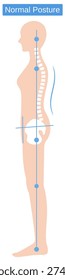 normal posture human body. Shape of Backbone and hipbone. health care concept