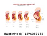 Normal Pregnancy Anatomy Medical Infographic Chart Composition Poster Illustration, Suitable For Education, Presentation, Print and Other Related Occasion