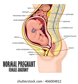 Normal Pregnant Female Anatomy
