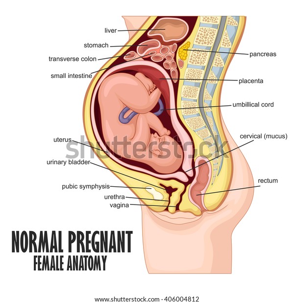 正常な妊婦の女性解剖学 のベクター画像素材 ロイヤリティフリー