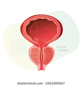 Normal Prostate Gland under Bladder - Stock Illustration as EPS 10 File