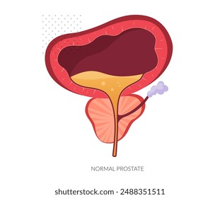 Normal Prostate Gland under Bladder - Stock Illustration as EPS 10 File