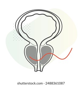 Normal Prostate Gland under Bladder - Stock Illustration as EPS 10 File