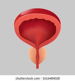 healthy prostate a prosztatitis fogalmának problémái